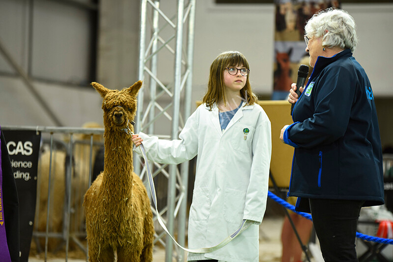 IWP3936 
 HOEAG Spring Fiesta 2024 
 Keywords: Heart of England Alpaca Group, Spring Fiesta 2024, Alpaca Show, Fleece Show Alpaca, Suri, Huacaya