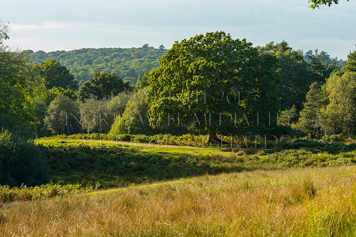 IWM9050 
 NEW FOREST 
 Keywords: INGRID WEEL MEDIA LTD, CORPORATE PHOTOGRAPHY SURREY, BUSINES PHOTOGRAPHY, WEDDING PHOTOGRAPHY, FINE ART PHOTOGRAPHY, FAMILY PHOTOGRAPHY, SOCIAL, TREES, LANDSCAPES