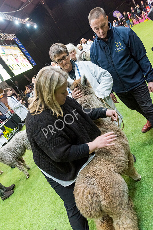 IWM5977 
 BAS National Show 2022 
 Keywords: Surrey Photographer, Alpacas, Suri, Huacaya, BAS National Show 2022, BAS' British Alpaca Society