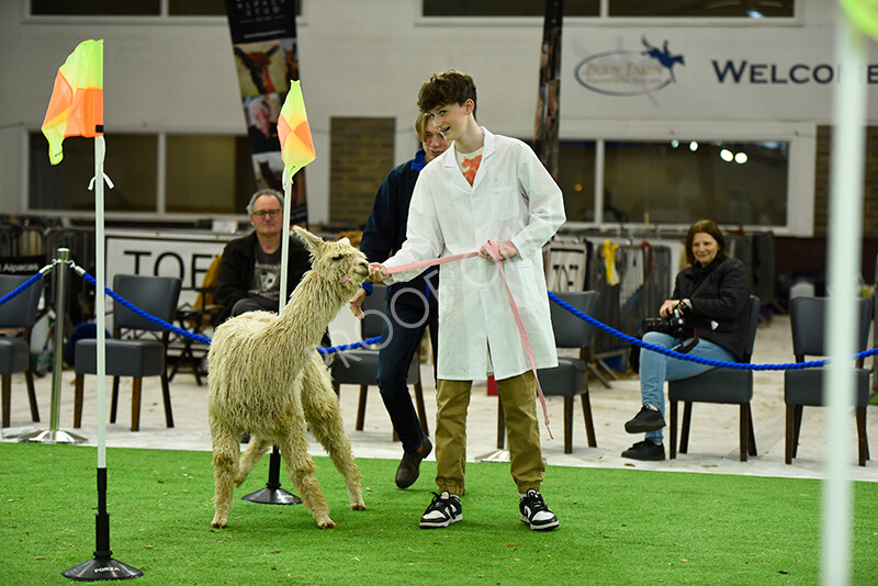 IWP3946 
 HOEAG Spring Fiesta 2024 
 Keywords: Heart of England Alpaca Group, Spring Fiesta 2024, Alpaca Show, Fleece Show Alpaca, Suri, Huacaya