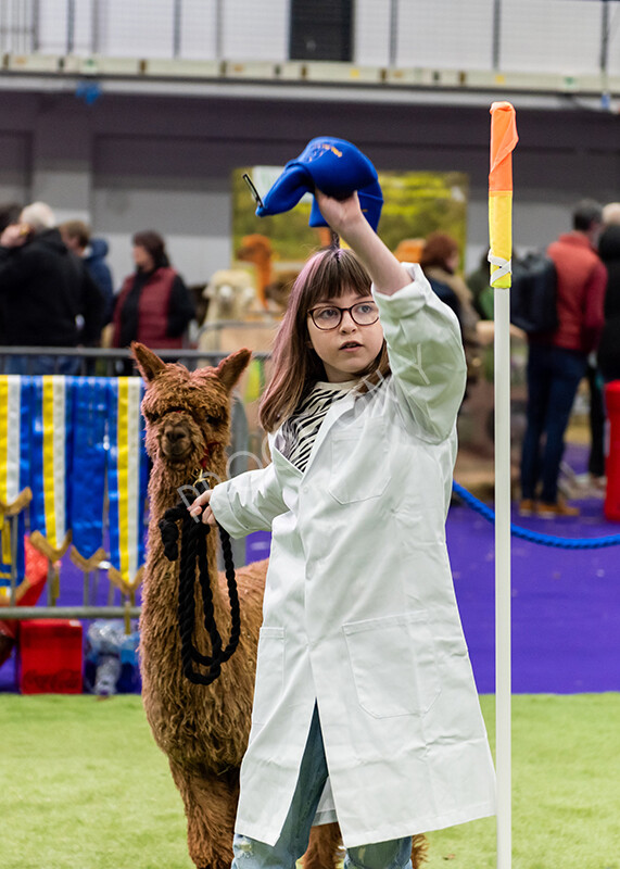 IWP0820 
 BAS National Show 2024 
 Keywords: British Alpaca Society, National Show, 2024, Champion of Champions Fleece Show, Alpaca, Suri, Huacaya