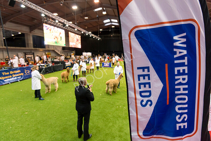 IWM8991 
 Photography of BAS National Show 2023 
 Keywords: Surrey Photographer, Alpacas, Suri, Huacaya, 2023, BAS, British Alpaca Society, Alpaca, Suri, Huacaya, Fleece Judging, Halter Show