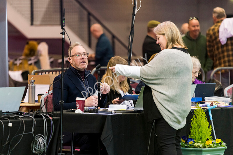 IWM4977 
 BAS National Show 2022 
 Keywords: Surrey Photographer, Alpacas, Suri, Huacaya, BAS National Show 2022, BAS' British Alpaca Society