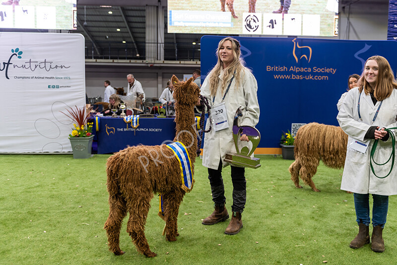 IWP1664 
 BAS National Show 2024 
 Keywords: British Alpaca Society, National Show, 2024, Champion of Champions Fleece Show, Alpaca, Suri, Huacaya