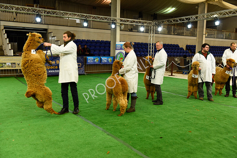 IWP7402 
 HoEAG Spring Fiesta 2022 
 Keywords: Surrey Photographer, Alpacas, Suri, Huacaya, HoEAG, Spring Fiesta, 2022, Heart of England Alpaca Group