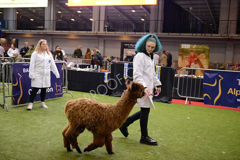 IWM9984 
 Photography of BAS National Show 2023 
 Keywords: Surrey Photographer, Alpacas, Suri, Huacaya, 2023, BAS, British Alpaca Society, Alpaca, Suri, Huacaya, Fleece Judging, Halter Show