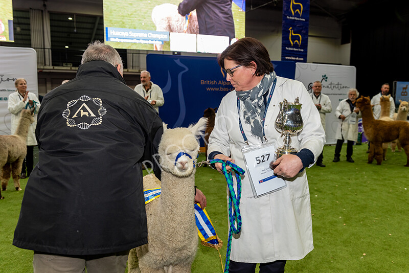 IWP1738 
 BAS National Show 2024 
 Keywords: British Alpaca Society, National Show, 2024, Champion of Champions Fleece Show, Alpaca, Suri, Huacaya