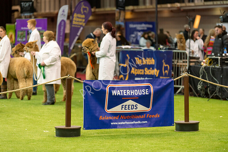 IWM9086 
 Photography of BAS National Show 2023 
 Keywords: Surrey Photographer, Alpacas, Suri, Huacaya, 2023, BAS, British Alpaca Society, Alpaca, Suri, Huacaya, Fleece Judging, Halter Show