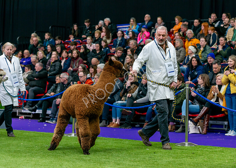 IWM5898 
 BAS National Show 2024 
 Keywords: British Alpaca Society, National Show, 2024, Champion of Champions Fleece Show, Alpaca, Suri, Huacaya