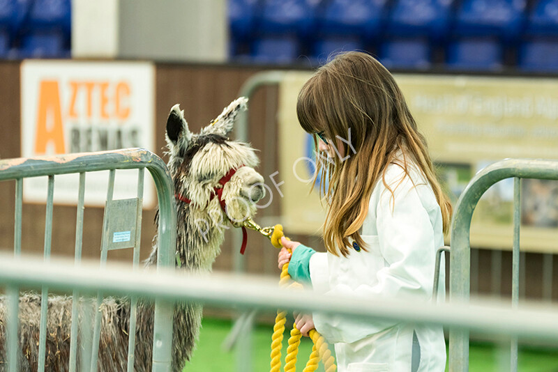 IWP7595 
 HoEAG Spring Fiesta 2022 
 Keywords: Surrey Photographer, Alpacas, Suri, Huacaya, HoEAG, Spring Fiesta, 2022, Heart of England Alpaca Group