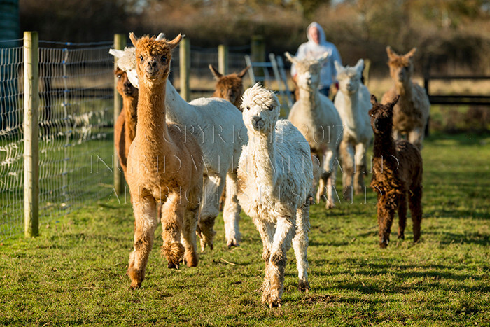 IWM0206 
 ALPACAS 
 Keywords: INGRID WEEL MEDIA LTD, ALPACAS, HUACAYA, SURI, BACKYARD ALPACA COMPANY, NORFOLK