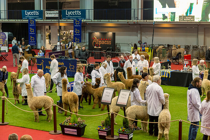 IWM9517 
 Photography of BAS National Show 2023 
 Keywords: Surrey Photographer, Alpacas, Suri, Huacaya, 2023, BAS, British Alpaca Society, Alpaca, Suri, Huacaya, Fleece Judging, Halter Show