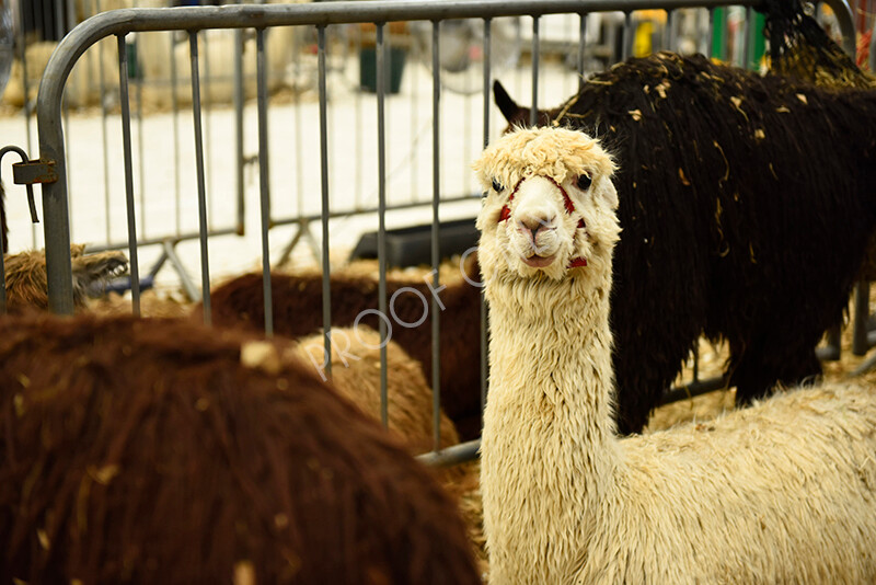 IWP4327 
 HOEAG Spring Fiesta 2024 
 Keywords: Heart of England Alpaca Group, Spring Fiesta 2024, Alpaca Show, Fleece Show Alpaca, Suri, Huacaya