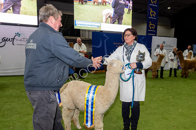 IWP1742 
 BAS National Show 2024 
 Keywords: British Alpaca Society, National Show, 2024, Champion of Champions Fleece Show, Alpaca, Suri, Huacaya