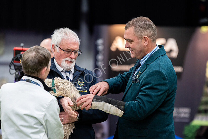 IWP9971 
 BAS National Show 2024 
 Keywords: British Alpaca Society, National Show, 2024, Champion of Champions Fleece Show, Alpaca, Suri, Huacaya