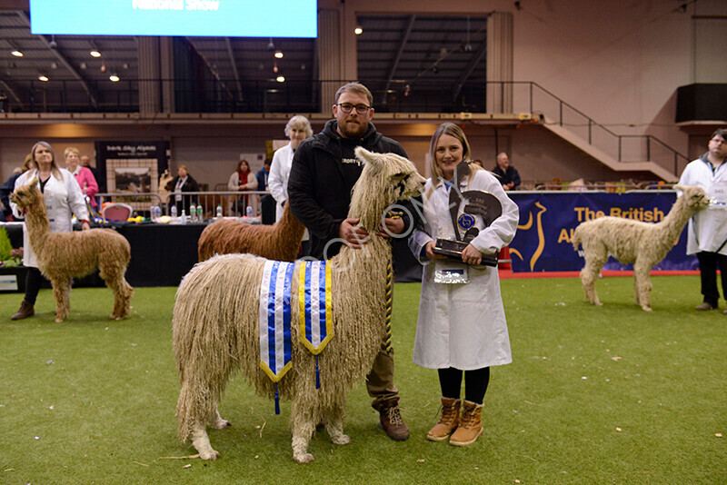 IWM0182 
 Photography of BAS National Show 2023 
 Keywords: Surrey Photographer, Alpacas, Suri, Huacaya, 2023, BAS, British Alpaca Society, Alpaca, Suri, Huacaya, Fleece Judging, Halter Show