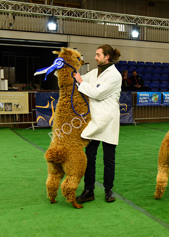 IWP7396 
 HoEAG Spring Fiesta 2022 
 Keywords: Surrey Photographer, Alpacas, Suri, Huacaya, HoEAG, Spring Fiesta, 2022, Heart of England Alpaca Group