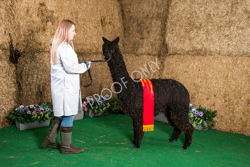 IWM7438 
 HoEAG Spring Fiesta 2022 
 Keywords: Surrey Photographer, Alpacas, Suri, Huacaya, HoEAG, Spring Fiesta, 2022, Heart of England Alpaca Group