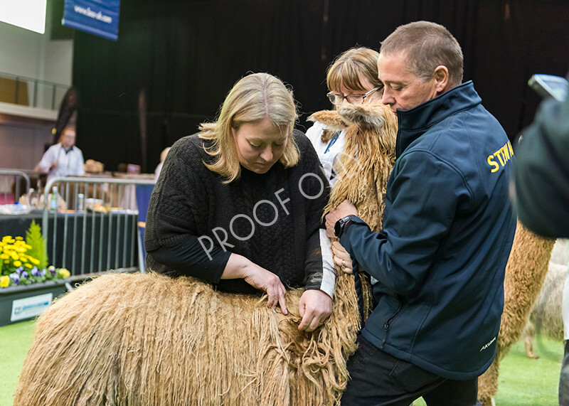 IWM5882 
 BAS National Show 2022 
 Keywords: Surrey Photographer, Alpacas, Suri, Huacaya, BAS National Show 2022, BAS' British Alpaca Society