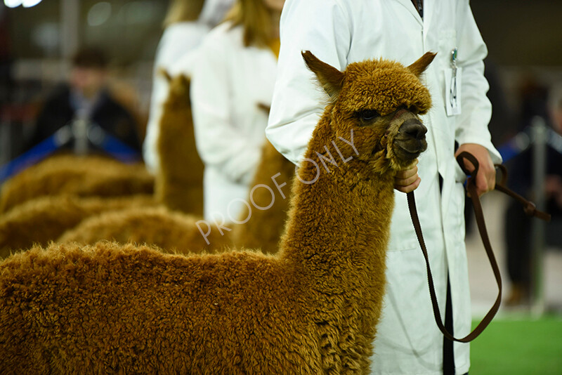 IWP3684 
 HOEAG Spring Fiesta 2024 
 Keywords: Heart of England Alpaca Group, Spring Fiesta 2024, Alpaca Show, Fleece Show Alpaca, Suri, Huacaya