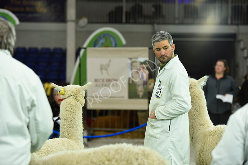 IWP4506 
 HOEAG Spring Fiesta 2024 
 Keywords: Heart of England Alpaca Group, Spring Fiesta 2024, Alpaca Show, Fleece Show Alpaca, Suri, Huacaya