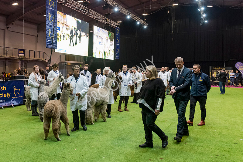 IWM5974 
 BAS National Show 2022 
 Keywords: Surrey Photographer, Alpacas, Suri, Huacaya, BAS National Show 2022, BAS' British Alpaca Society