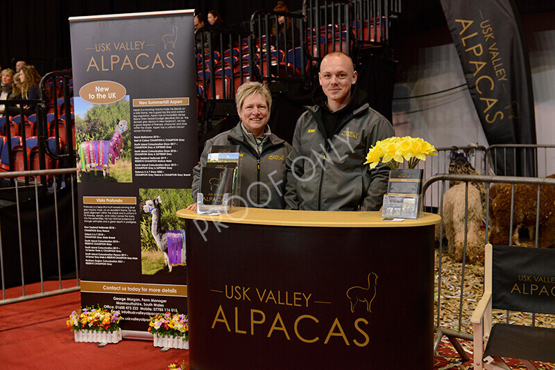 IWM9691 
 Photography of BAS National Show 2023 
 Keywords: Surrey Photographer, Alpacas, Suri, Huacaya, 2023, BAS, British Alpaca Society, Alpaca, Suri, Huacaya, Fleece Judging, Halter Show