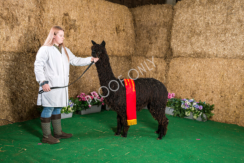 IWM7434 
 HoEAG Spring Fiesta 2022 
 Keywords: Surrey Photographer, Alpacas, Suri, Huacaya, HoEAG, Spring Fiesta, 2022, Heart of England Alpaca Group