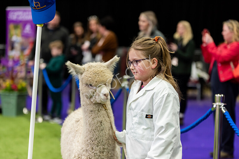 IWP0785 
 BAS National Show 2024 
 Keywords: British Alpaca Society, National Show, 2024, Champion of Champions Fleece Show, Alpaca, Suri, Huacaya