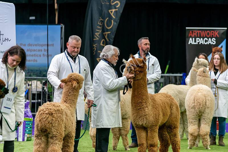 IWM5907 
 BAS National Show 2024 
 Keywords: British Alpaca Society, National Show, 2024, Champion of Champions Fleece Show, Alpaca, Suri, Huacaya