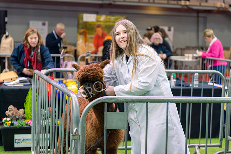 IWM9959 
 Photography of BAS National Show 2023 
 Keywords: Surrey Photographer, Alpacas, Suri, Huacaya, 2023, BAS, British Alpaca Society, Alpaca, Suri, Huacaya, Fleece Judging, Halter Show