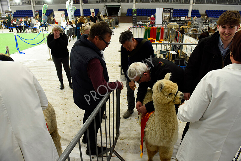 IWP4260 
 HOEAG Spring Fiesta 2024 
 Keywords: Heart of England Alpaca Group, Spring Fiesta 2024, Alpaca Show, Fleece Show Alpaca, Suri, Huacaya