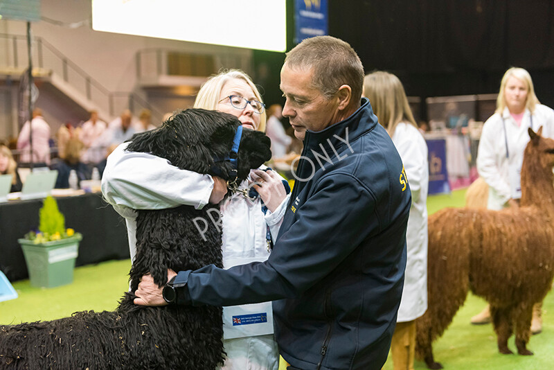 IWM5870 
 BAS National Show 2022 
 Keywords: Surrey Photographer, Alpacas, Suri, Huacaya, BAS National Show 2022, BAS' British Alpaca Society