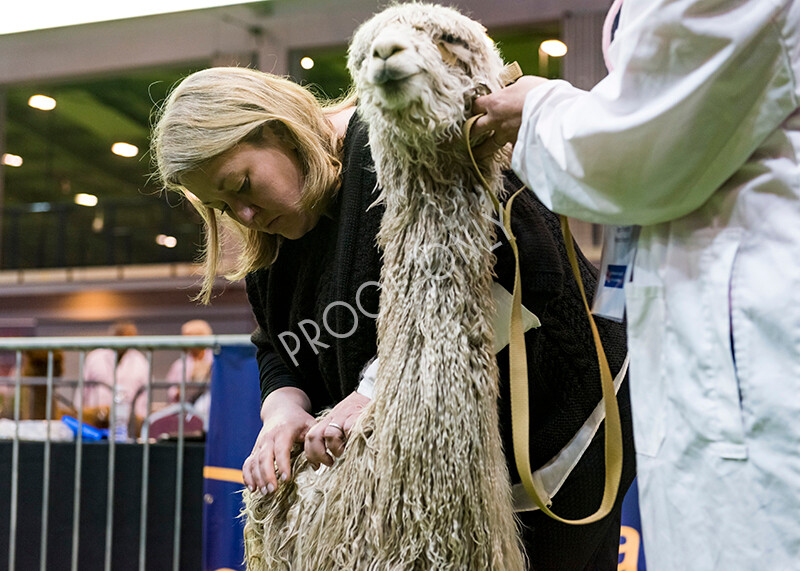 IWM5923 
 BAS National Show 2022 
 Keywords: Surrey Photographer, Alpacas, Suri, Huacaya, BAS National Show 2022, BAS' British Alpaca Society