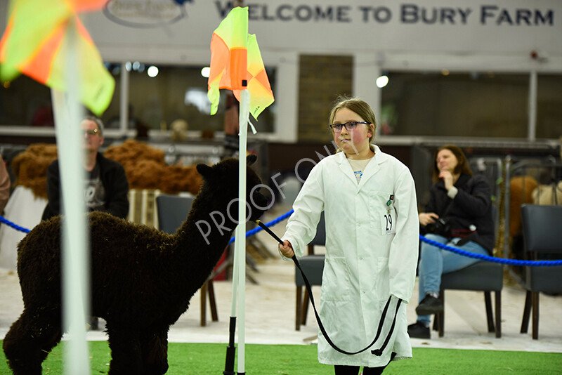 IWP3975 
 HOEAG Spring Fiesta 2024 
 Keywords: Heart of England Alpaca Group, Spring Fiesta 2024, Alpaca Show, Fleece Show Alpaca, Suri, Huacaya