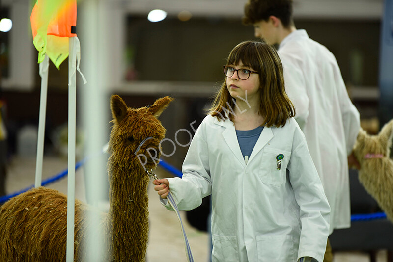 IWP3966 
 HOEAG Spring Fiesta 2024 
 Keywords: Heart of England Alpaca Group, Spring Fiesta 2024, Alpaca Show, Fleece Show Alpaca, Suri, Huacaya