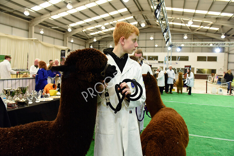 IWP8253 
 HoEAG Spring Fiesta 2022 
 Keywords: Surrey Photographer, Alpacas, Suri, Huacaya, HoEAG, Spring Fiesta, 2022, Heart of England Alpaca Group