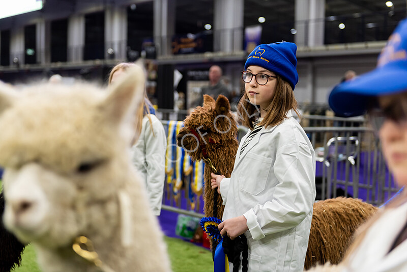 IWP0854 
 BAS National Show 2024 
 Keywords: British Alpaca Society, National Show, 2024, Champion of Champions Fleece Show, Alpaca, Suri, Huacaya