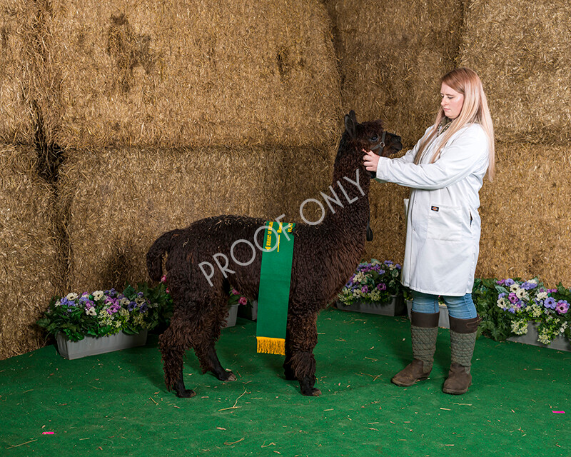 IWM7500 
 HoEAG Spring Fiesta 2022 
 Keywords: Surrey Photographer, Alpacas, Suri, Huacaya, HoEAG, Spring Fiesta, 2022, Heart of England Alpaca Group