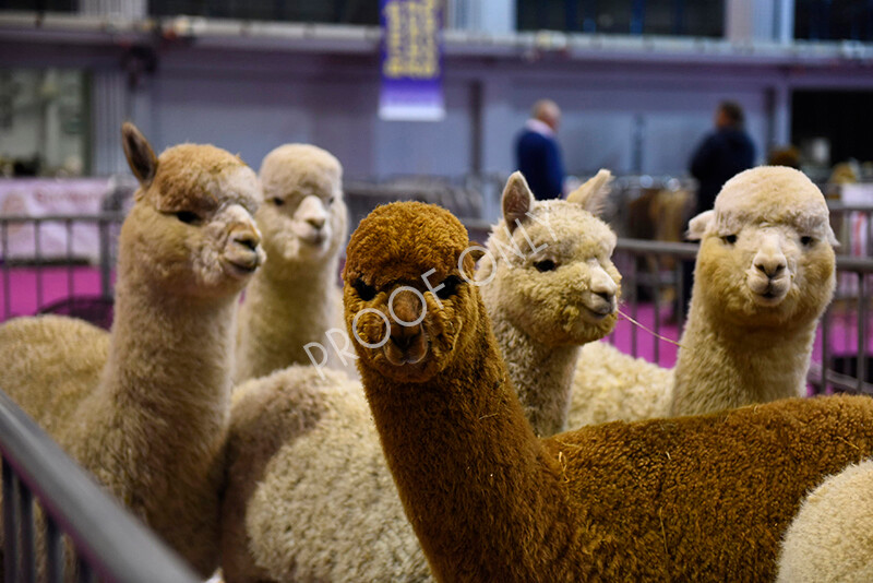 IWM4549 
 BAS National Show 2022 
 Keywords: Surrey Photographer, Alpacas, Suri, Huacaya, BAS National Show 2022, BAS' British Alpaca Society