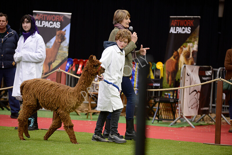 IWM9910 
 Photography of BAS National Show 2023 
 Keywords: Surrey Photographer, Alpacas, Suri, Huacaya, 2023, BAS, British Alpaca Society, Alpaca, Suri, Huacaya, Fleece Judging, Halter Show