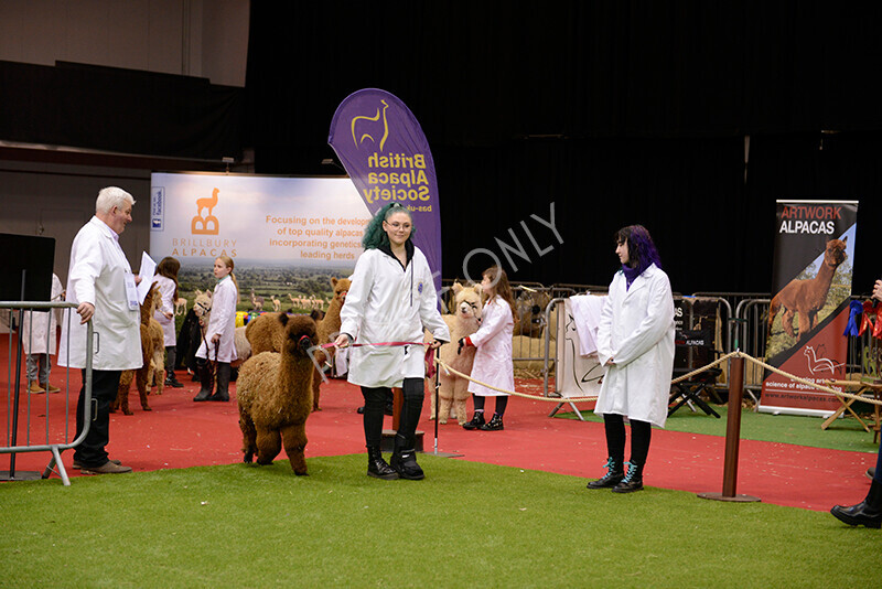 IWM9966 
 Photography of BAS National Show 2023 
 Keywords: Surrey Photographer, Alpacas, Suri, Huacaya, 2023, BAS, British Alpaca Society, Alpaca, Suri, Huacaya, Fleece Judging, Halter Show