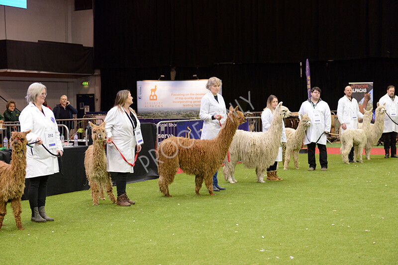 IWM0148 
 Photography of BAS National Show 2023 
 Keywords: Surrey Photographer, Alpacas, Suri, Huacaya, 2023, BAS, British Alpaca Society, Alpaca, Suri, Huacaya, Fleece Judging, Halter Show