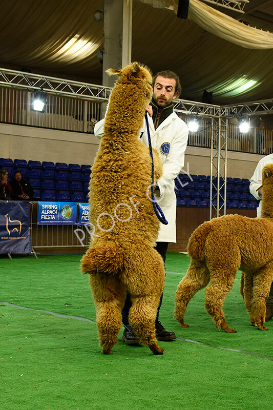 IWP7381 
 HoEAG Spring Fiesta 2022 
 Keywords: Surrey Photographer, Alpacas, Suri, Huacaya, HoEAG, Spring Fiesta, 2022, Heart of England Alpaca Group