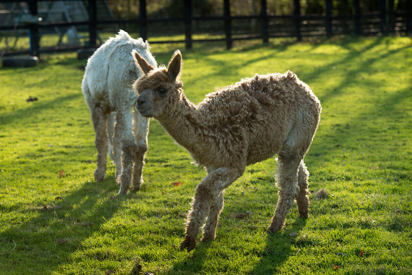 IWM0211 
 ALPACAS 
 Keywords: INGRID WEEL MEDIA LTD, ALPACAS, HUACAYA, SURI, BACKYARD ALPACA COMPANY, NORFOLK