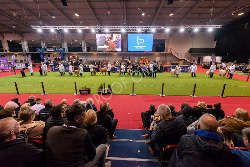 IWM0116 
 Photography of BAS National Show 2023 
 Keywords: Surrey Photographer, Alpacas, Suri, Huacaya, 2023, BAS, British Alpaca Society, Alpaca, Suri, Huacaya, Fleece Judging, Halter Show