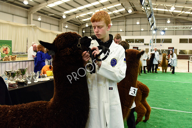 IWP8252 
 HoEAG Spring Fiesta 2022 
 Keywords: Surrey Photographer, Alpacas, Suri, Huacaya, HoEAG, Spring Fiesta, 2022, Heart of England Alpaca Group