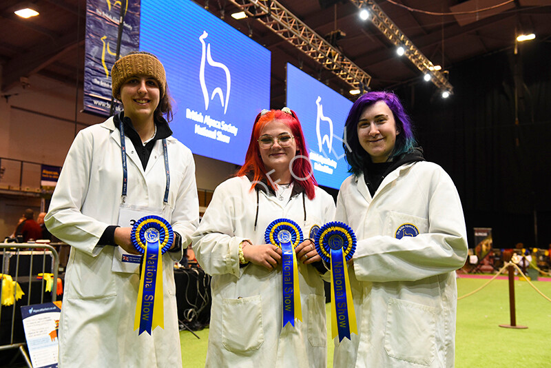 IWM5798 
 BAS National Show 2022 
 Keywords: Surrey Photographer, Alpacas, Suri, Huacaya, BAS National Show 2022, BAS' British Alpaca Society