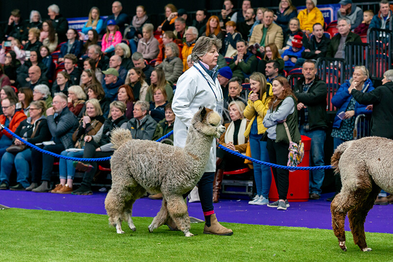 IWM5902 
 BAS National Show 2024 
 Keywords: British Alpaca Society, National Show, 2024, Champion of Champions Fleece Show, Alpaca, Suri, Huacaya