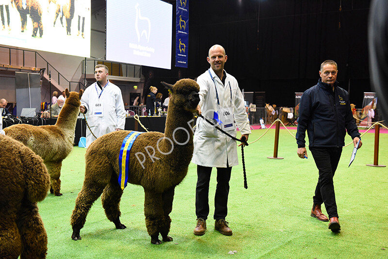 IWM5672 
 BAS National Show 2022 
 Keywords: Surrey Photographer, Alpacas, Suri, Huacaya, BAS National Show 2022, BAS' British Alpaca Society